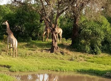 south-africa/elephant-coast/attraction/tembe-park-vukuzani-pan-viewpoint