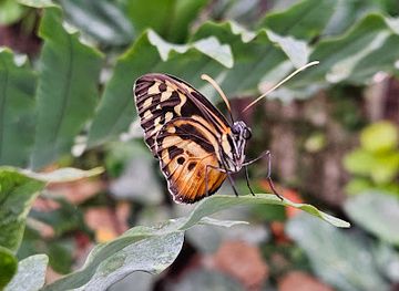 czechia/ostrava/attraction/papilonia-motyli-dum-ostrava