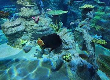 mauritius/grand-baie/attraction/odysseo-oceanarium-mauritius-ltd