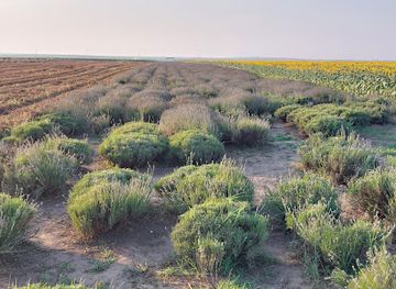 romania/vrancea/attraction/purple-hill-lavanda
