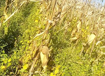 zambia/northern-province/attraction/mlima-ng-amba