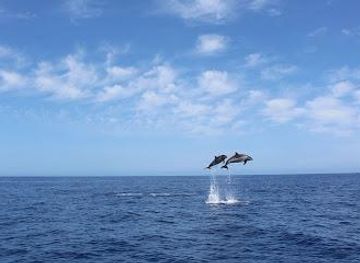portugal/madeira/attraction/on-tales-whales-and-dolphins-watching-tours