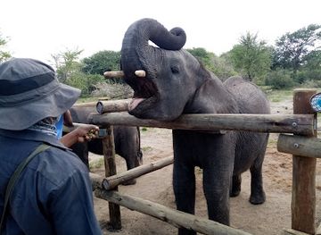 botswana/maun/attraction/campboro-safaris