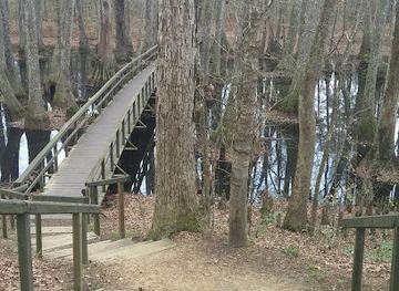 mississippi/ross-barnett-reservoir/attraction/cypress-swamp