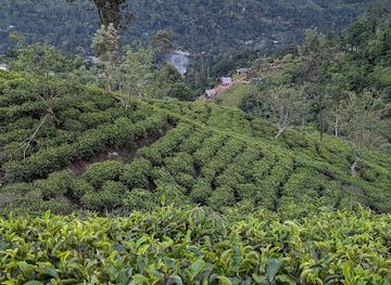 sri-lanka/uva-province/attraction/view-point-tea-land