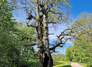 latvia/kuldiga/attraction/kurmales-pagasts-vecais-ozols