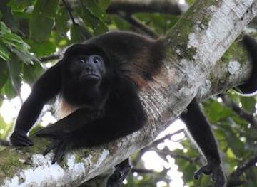 costa-rica/la-fortuna/attraction/tours-to-go-costa-rica