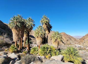 california/joshua-tree/attraction/fortynine-palms-oasis
