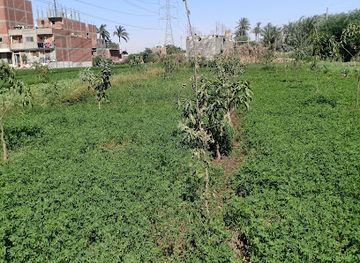 egypt/beni-suef/attraction/janin-adil-wa-nour