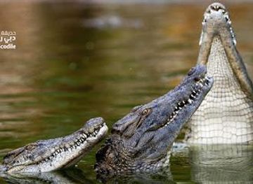 united-arab-emirates/ajman/attraction/dubai-crocodile-park