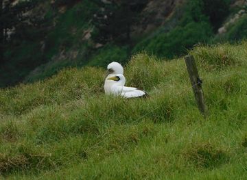 norfolk-island/st-barnabas-chapel/attraction/bird-breeding-grounds-lookout