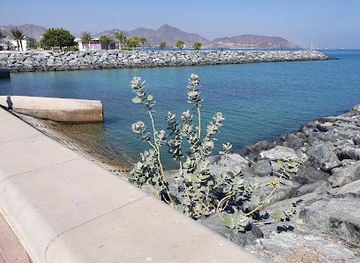 united-arab-emirates/arabian-gulf-coast/attraction/khorfakkan-beach