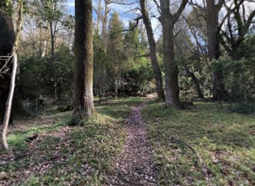 south-africa/amatola-mountains/attraction/giant-redwoods