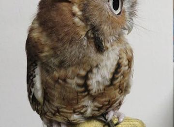 minnesota/minnesota-driftless-area/attraction/international-owl-center