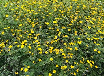 sri-lanka/ella/attraction/ella-flower-garden