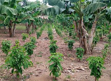 nicaragua/pearl-cays/attraction/finca-martinez-km-311-el-rama