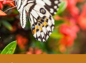 tanzania/zanzibar-island/attraction/mangrove-butterfly-spice-garden-jozani-zanzibar