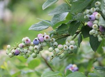 australia/central-west/attraction/tuckerberry-hill