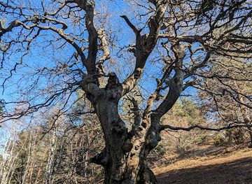bulgaria/vitosha-mountain/attraction/vekoven-buk