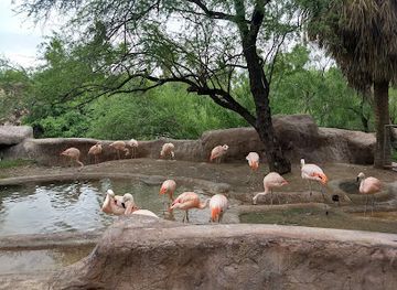 texas/rio-grande-valley/attraction/gladys-porter-zoo