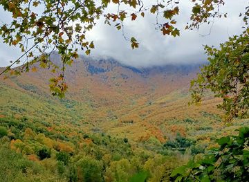 spain/montseny-natural-park/attraction/castanyer-de-les-nou-branques