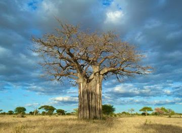 tanzania/tarangire-national-park/attraction/wayo-africa-green-camp-tarangire