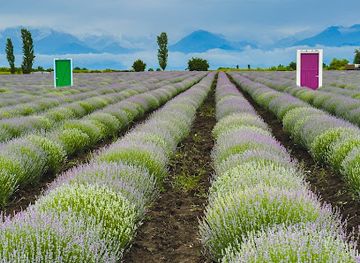 azerbaijan/guba-khachmaz-region/attraction/essenso-lavanda-sahsi