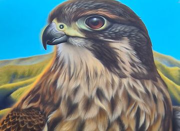 new-zealand/blenheim/attraction/swiftmantis-mural-kowhai-the-karearea