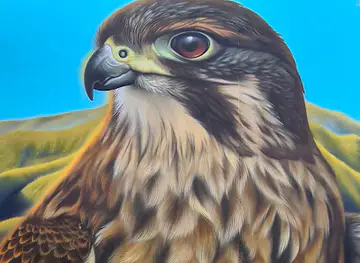 SWIFTMANTIS Mural - Kowhai the Karearea