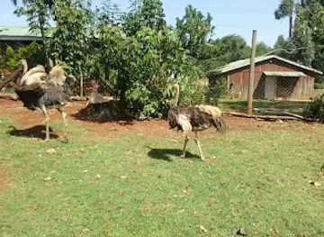 kenya/elgeyo-escarpment/attraction/mwamba-ostrich-farm