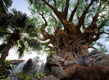 florida/orlando/attraction/tree-of-life