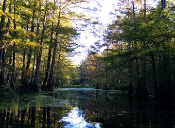 louisiana/kisatchie-national-forest/attraction/spring-bayou-state-wildlife-management-area