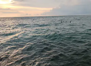 Black coral point