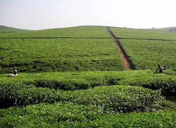 uganda/jinja-source-of-the-nile/attraction/tea-farms