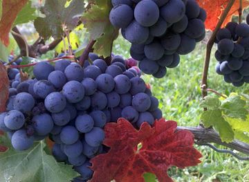 michigan/st-joseph/attraction/white-pine-winery-tasting-room