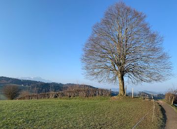 switzerland/st-gallen/attraction/linde-auf-dem-kapf