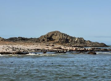 namibia/luderitzland/attraction/penguin-catamaran-tours