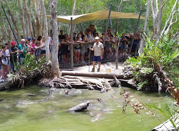 australia/cairns/palm-cove/attraction/hartley-s-crocodile-adventures