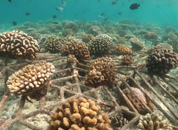 maldives/male/attraction/corel-planting