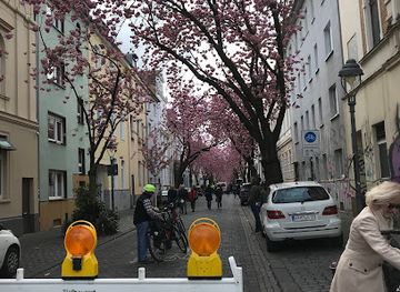 germany/bonn/attraction/kirschblutte
