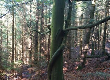 germany/baden/attraction/umarmende-baume