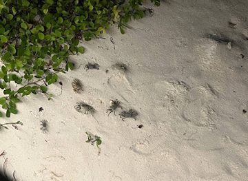 maldives/kaafu-atoll/attraction/crab-watching-point