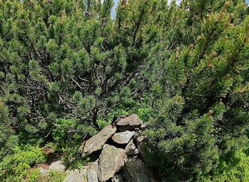 romania/valcea/attraction/varful-bora