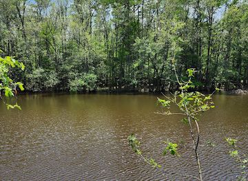 south-carolina/congaree-national-park/attraction/boardwalk-loop-trail