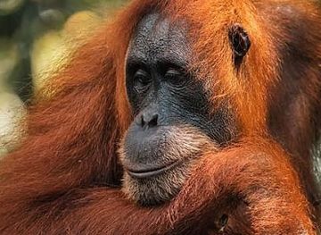 indonesia/bukit-lawang/attraction/orangutantrek-net