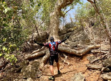 puerto-rico/guanica/attraction/guayacan-centenario