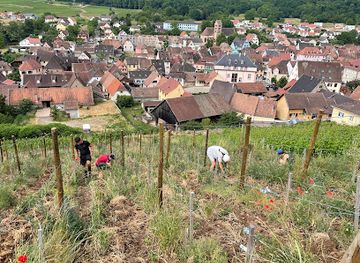 france/alsace-wine-route/attraction/domaine-leon-boesch