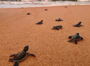 sri-lanka/hikkaduwa/attraction/kosgoda-sea-turtle-conservation-project