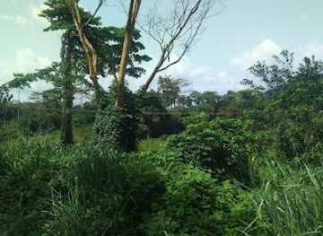 ghana/ewe/attraction/bunso-arboretum