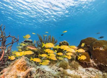curacao/shete-boka-national-park/attraction/coral-reef